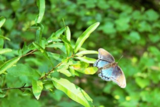 An obliging butterfly posing